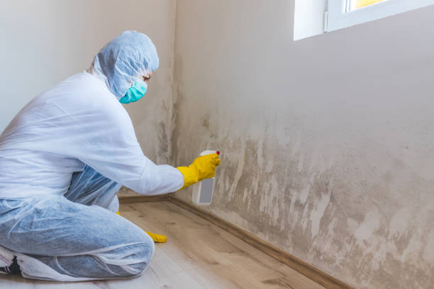 Licensed Basement Mold Remediation service in Millwood, VA - WQB Mold Removal