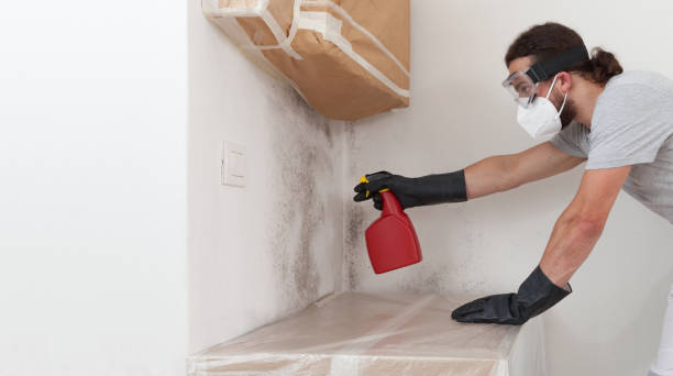 Professional Basement Mold Remediation technician working in Millwood, VA
