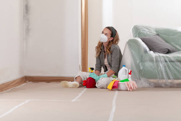 Reliable Basement Mold Remediation contractor in Millwood, VA by WQB Mold Removal