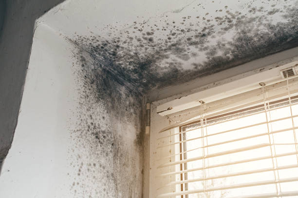 Affordable Basement Mold Remediation solutions in Millwood, VA