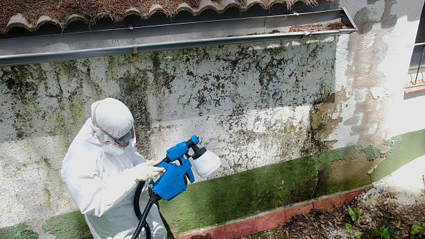 Top rated local Basement Mold Remediation specialists in Millwood, VA